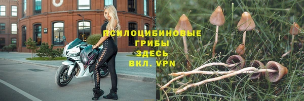 прущие грибы Иннополис